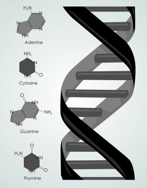 DNA vektör çizim