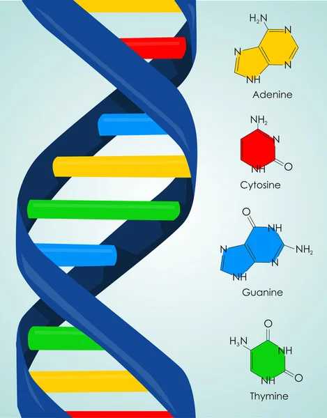 Dna Vektor Hintergrund — Stockvektor