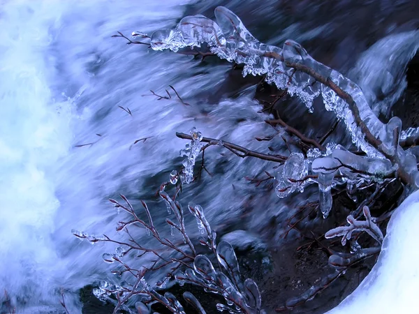 Icy twigs — Stock Photo, Image