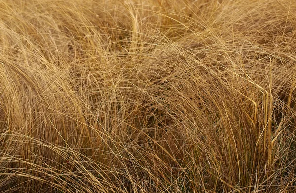Zwiędły trawa — Zdjęcie stockowe