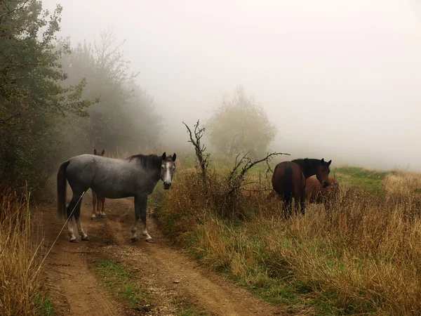 Cavalos na Névoa — Fotografia de Stock