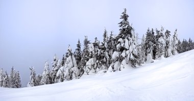 karla kaplı göknar