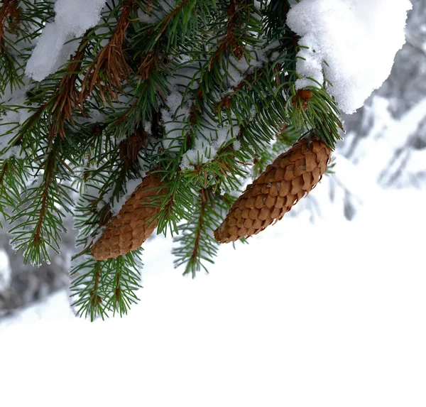 Покрытые снегом еловые ветви с шишками — стоковое фото