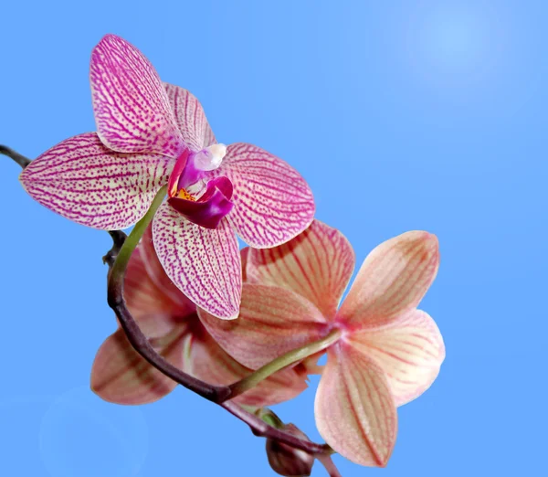 Orchidée en fleurs — Photo