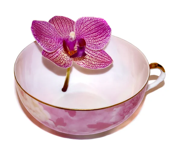 Porcelain cup with flower — Stock Photo, Image