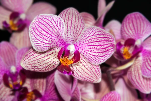 Orchidea kwiat — Zdjęcie stockowe