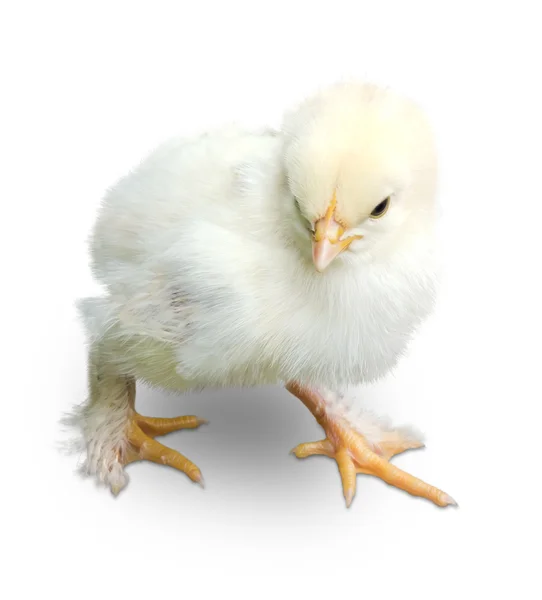Маленькая белая курица — стоковое фото
