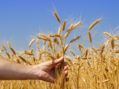 buğday çiviler ile el