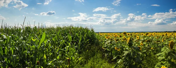 Fields of corn and sunflowers — Stock Photo, Image