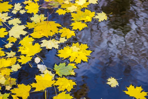 Folhas de outono na água — Fotografia de Stock