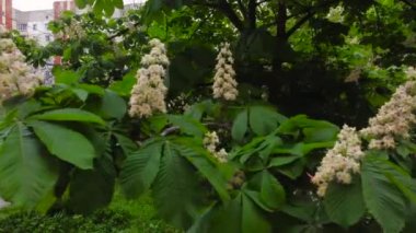 Rüzgârlı havalarda tomurcuklanan at kestanesi dalları