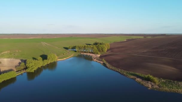 Teich Mit Weiden Ufer Zwischen Landwirtschaftlichem Feld Luftaufnahme — Stockvideo