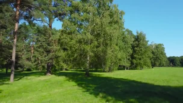 Verschillende Bomen Zelden Groeien Tussen Grote Glade Het Park — Stockvideo