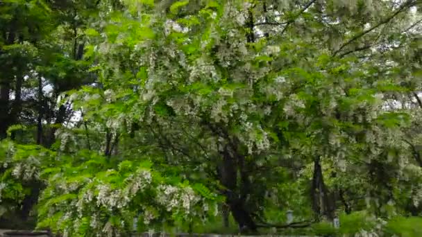 多风天气下开花的蝗虫树分枝 — 图库视频影像