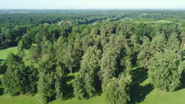 Luchtfoto Van Oude Bomen Het Zomerpark — Stockvideo