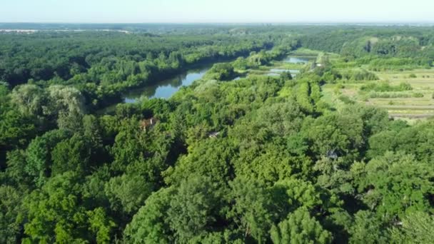 Vue Aérienne Des Vieux Arbres Dans Parc Été — Video