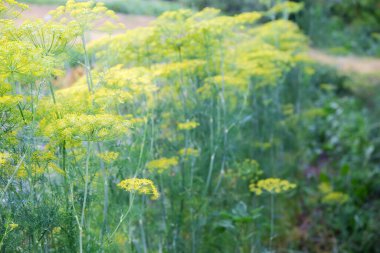 Uzun dereotu kökleri, bulanık arkaplandaki bir alanda umbel infloresans, ön planda seçici bir odak ile yakın plan