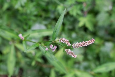 Persicaria lapathifolia enfeksiyonları, soluk persikari ya da söğüt otu olarak da bilinir. Sapının tepesinde küçük pembe çiçekler, seçici odak noktasında bulanık bir arka planda yakın plan.
