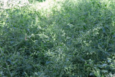 Çiçek açan vahşi Chenopodium albümünün kökleri, diğer bitkilere karşı beyaz kaz ayağı olarak da bilinir, seçici odak noktasında yakın plan