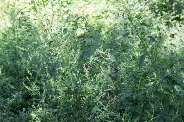 Çiçek açan vahşi Chenopodium albümünün çalılıkları, diğer bitkilere karşı beyaz kaz ayağı olarak da bilinir, seçici odak noktasında yakın plan