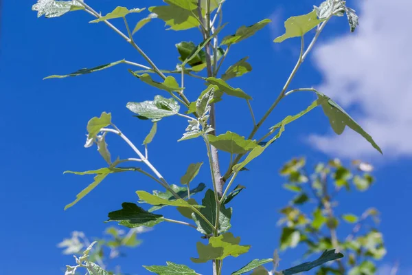 白いポプラの小さな枝 または空のぼやけた背景に若い芽と新鮮な葉を持つシルバーリーフポプラ 選択的な焦点の断片 — ストック写真