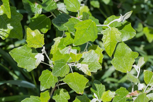 若い葉を持つ白いポプラ またはシルバーリーフポプラの新鮮な芽 選択的な焦点で断片的なクローズアップ — ストック写真