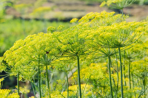 Tops Tall Stems Dill Umbel Inflorescences Field Close Blurred Background — Stock Photo, Image