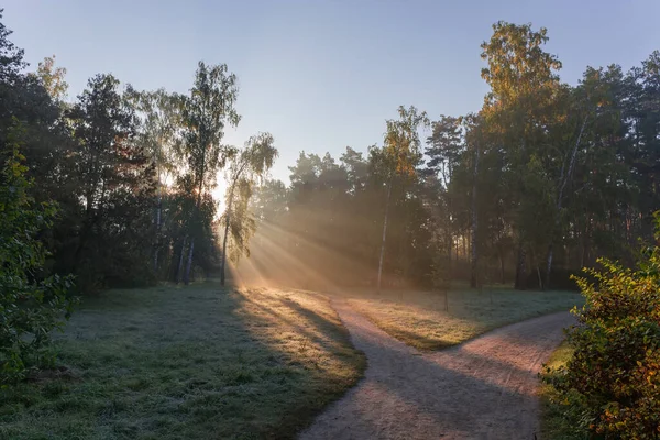 秋の朝 霧の中で太陽の光が照らされ 霜で覆われたさまざまな木 草の間の公園の歩道がバックライト — ストック写真