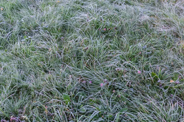 秋天的早晨 长满了各种矮小的青草 覆盖着白霜的冰原碎裂成碎片 — 图库照片
