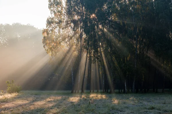 Sisin Içinden Süzülen Güneş Işınları Ağaçların Dallarından Süzülüyor Sonbahar Ayazında — Stok fotoğraf
