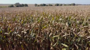 Mısır tarlası, ilerlerken gövdenin üstündeki hava görüntüsü