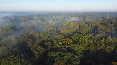 Sisli sonbahar parkındaki eski ağaçların hava manzarası.
