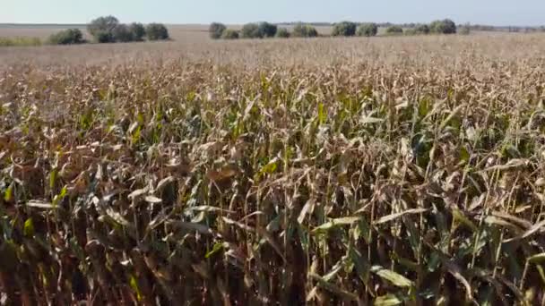 Corn Field Aerial View Stems Moving Forward — Stock Video