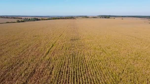 Corn Field Autumn Day Aerial View Moving Back — Stock Video