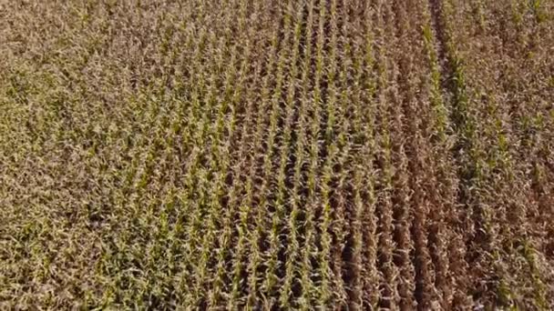 Campo Milho Dia Outono Vista Aérea Quando Move Para Frente — Vídeo de Stock