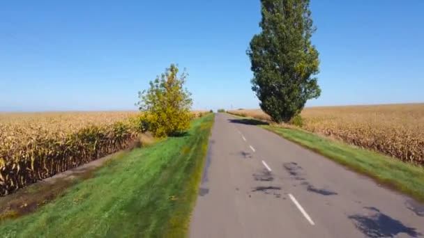 道路の両側にトウモロコシ畑 航空ビュー — ストック動画
