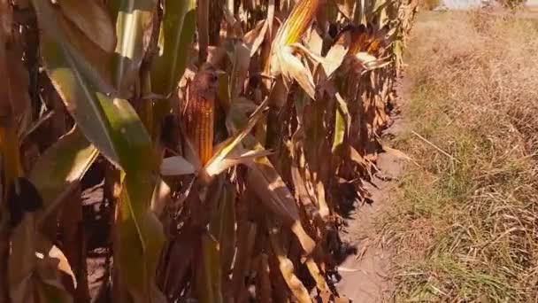 トウモロコシ畑の端に沿って移動するときにトウモロコシの植物を熟す — ストック動画