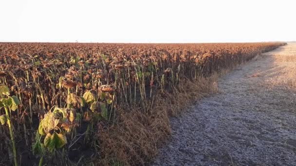 Rand Des Reifen Sonnenblumenfeldes Frostigen Herbstmorgen — Stockvideo