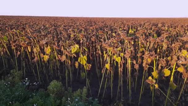 Bidang Bunga Matahari Matang Musim Gugur Dingin Pagi — Stok Video