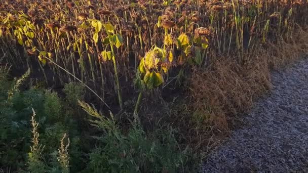 Field Ripe Sunflowers Frosty Autumn Morning — Stock Video