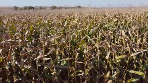 Field Edge Ripe Corn Moving Sideways — Stock Video