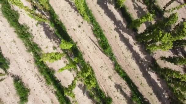 Verticaal Zicht Vanuit Lucht Aanplant Van Rijpe Hop — Stockvideo