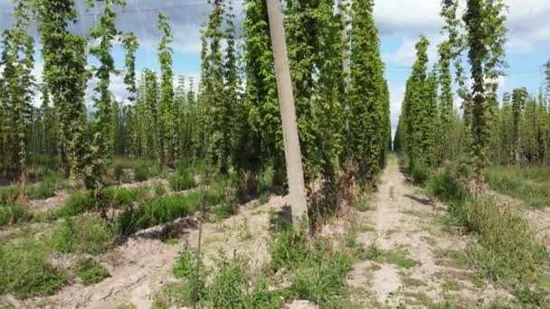 Rows Ripening Hops Field Moving Sideways — Stock Video