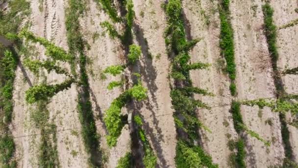 Aerial View Planting Ripening Hops While Descending — Stock Video