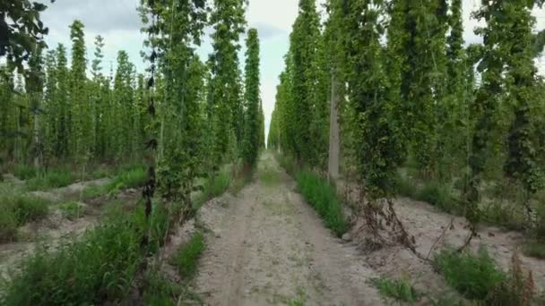 Reifende Hopfenreihen Auf Dem Feld Beim Rückwärtsfahren — Stockvideo