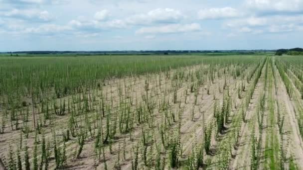 Luftaufnahme Der Anpflanzung Der Jungen Hopfen — Stockvideo