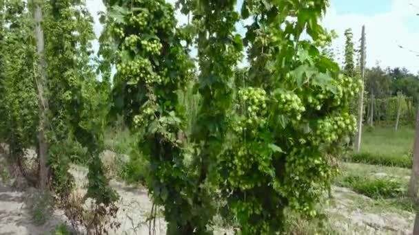 Intertwined Branches Ripening Hops Field Lifting — Stock Video
