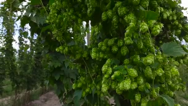 Ripening Seed Cones Hops Field Windy Weather — Stock Video