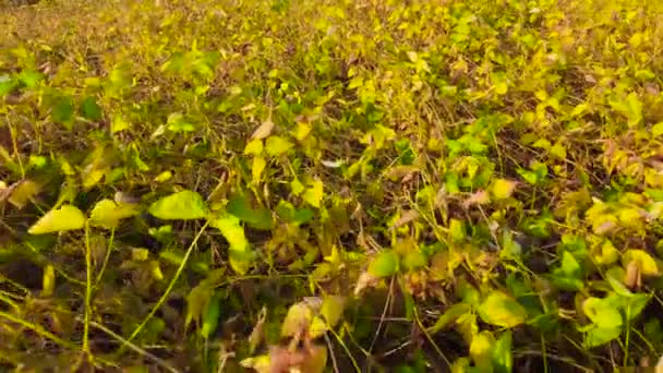 フィールド上の成熟したポッドを持つダイズの茎 空中ビュー — ストック動画