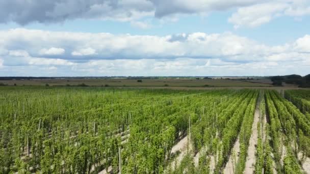 Aerial View Planting Ripening Hops Moving Backwards — Stock Video